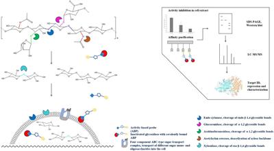 Activity-Based Protein Profiling for the Identification of Novel Carbohydrate-Active Enzymes Involved in Xylan Degradation in the Hyperthermophilic Euryarchaeon Thermococcus sp. Strain 2319x1E